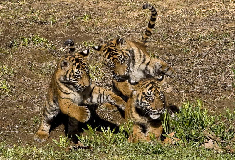 Три суматранских тигренка резвятся в тигрятнике зоопарка Сан-Диего