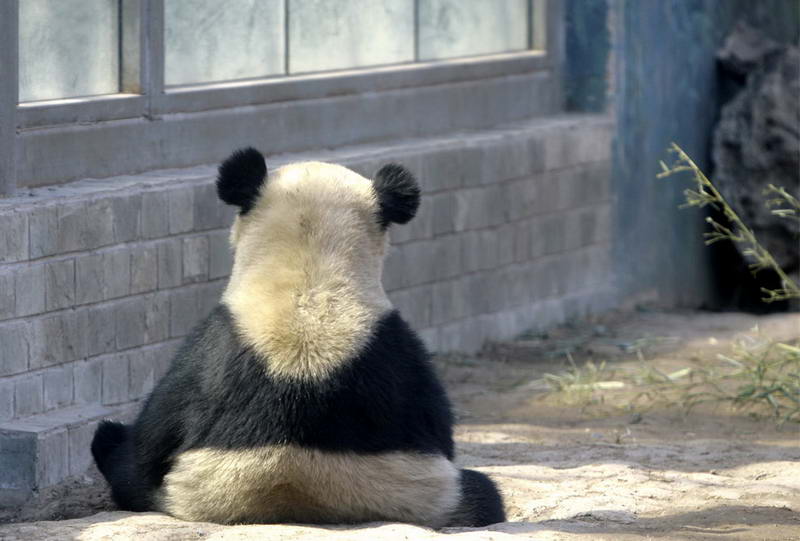 Гигантская панда сидит в доме панд, построенном к Олимпийским играм в Пекинском зоопарка