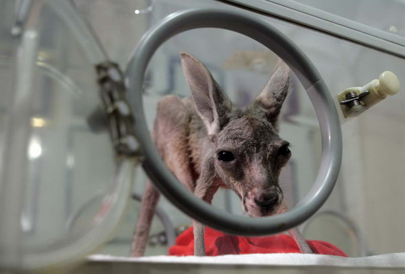 Крошка кенгуру Тиджана (Tijana) выглядывает из инкубатора