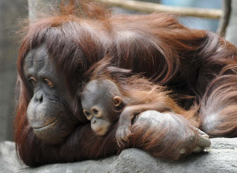 Софи, 27-летняя орангутанг, и ее безымянный 6-месячный младенец