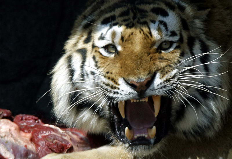 Сибирский тигр (Panthera tigris altaica)