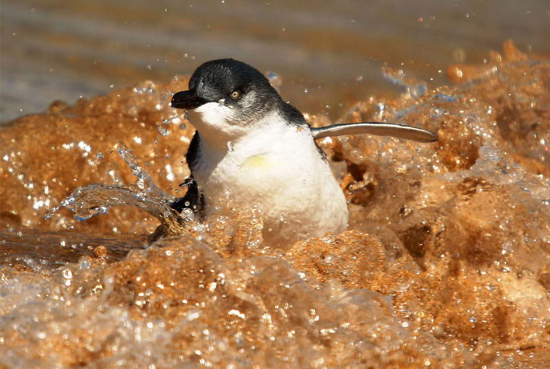 Малый пингвин по имени Север возвращается в море