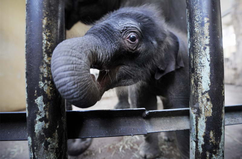 Пятидневный слоненок Ко Райа выглядывает из-за решетки