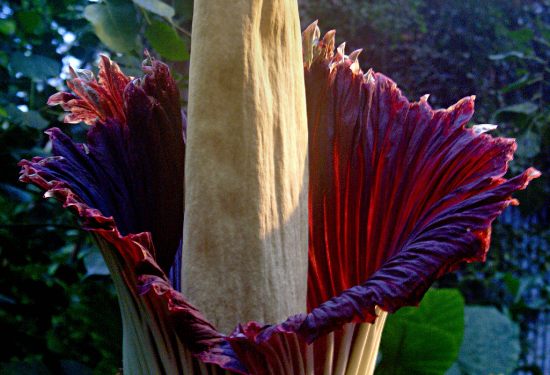 Amorphophallus Titanium Аморфофалус - это не отдельное соцветие, а структура из множества маленьких мужских и женских цветков