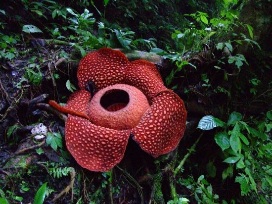 кроваво-красная Раффлезия Арнольди (Rafflesia arnoldii) - самый большой отдельный цветок в мире
