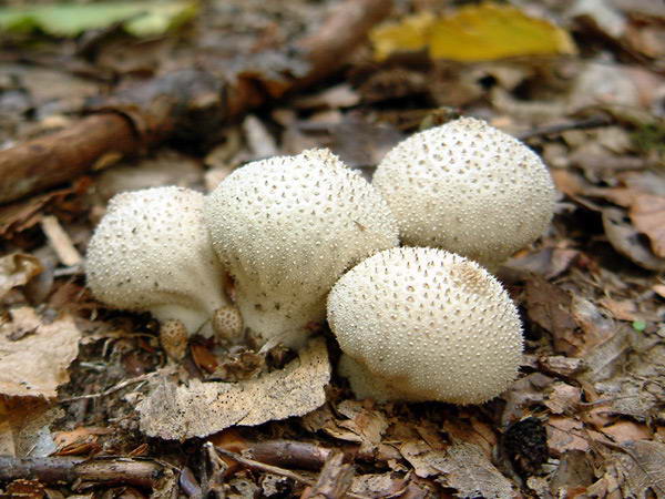 Волчий табак или гриб дождевик относится к самым распространенным грибам. 