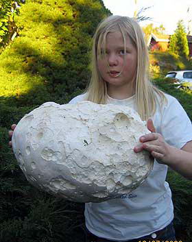 Семья Нордгарден из Кристиансанда обнаружила в своем саду гриб-дождевик (røyksoppen) весом три килограмма.