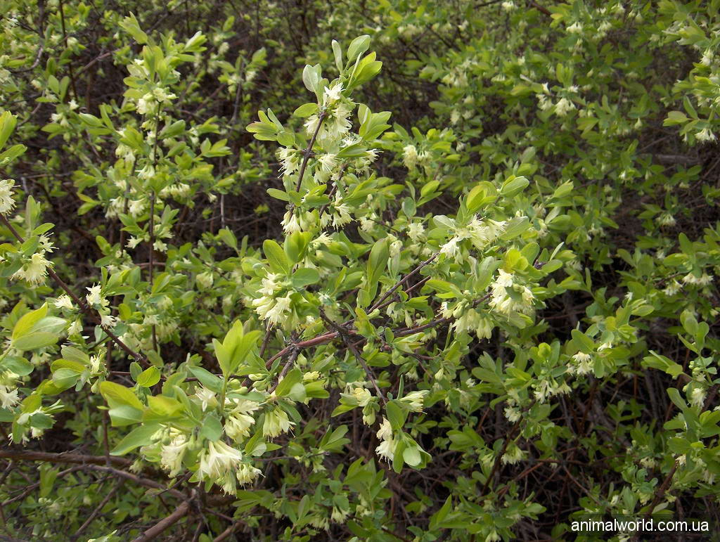 Жимолость съедобная (Lonicera caerulea)