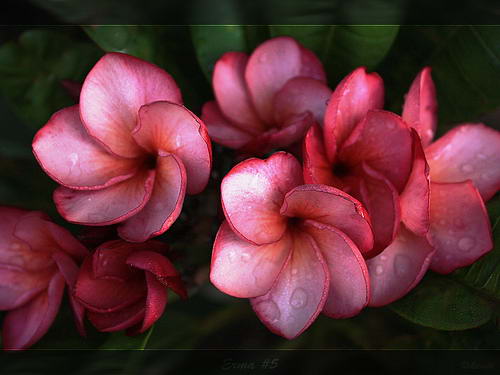 Плюмерия завоевала мировую известность благодаря своим великолепным ароматным цветам.