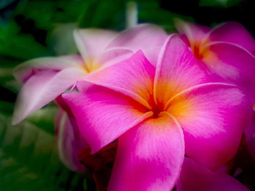 Плюмерия завоевала мировую известность благодаря своим великолепным ароматным цветам.