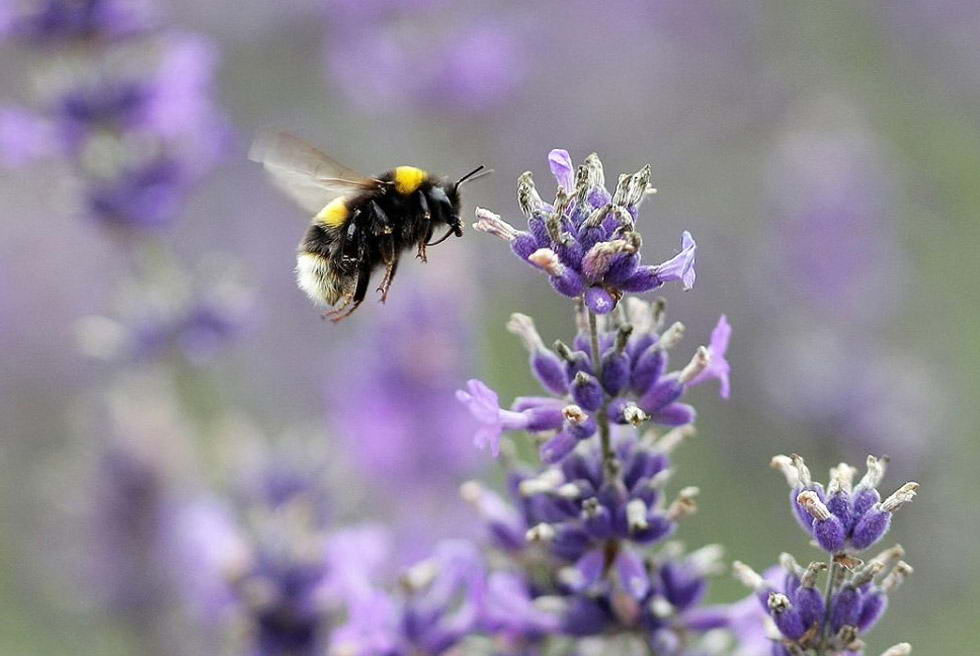 Пчела садится на цветок лаванды на органических полях в Мейфилде 26 июля недалеко от Саттона, Англия. Лаванду в этой области графства Суррей выращивают с 17 века. (Dan Kitwood/Getty Images)