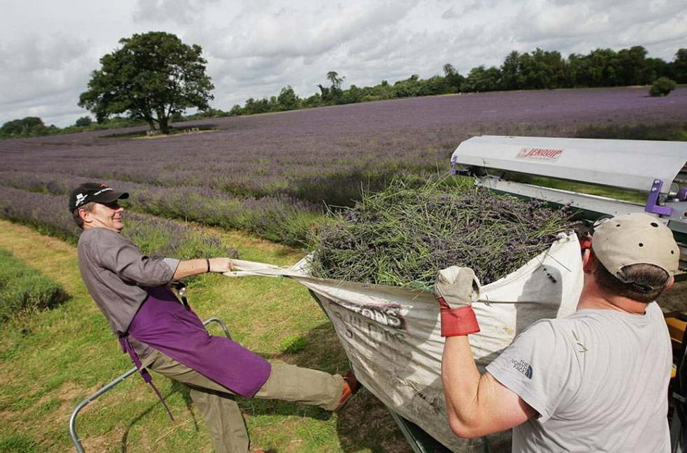 Машина на службе человека во время уборки урожая лаванды на органических полях в Мейфилде 26 июля. (Dan Kitwood/Getty Images)