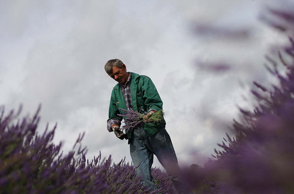 Работник увязывает срезанную лаванду в пучки на органических полях в Мейфилде, расположенных на холмах Суррея, менее чем в 25 км от центрального Лондона. (Dan Kitwood/Getty Images)