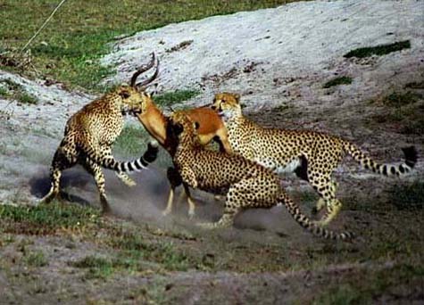 Многие африканские племена отлавливали молодых гепардов, умело дрессировали их и выпускали в бою на врага. 