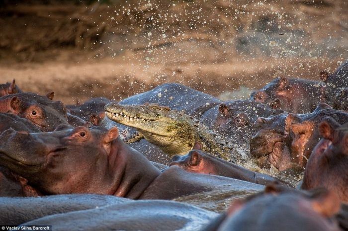 Гиппопотамы и крокодил