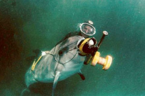 Дельфины - универсальные солдаты: с закрепленной на носу орудием они превращаютсяв диверсантов, с камерой на плавнике - в разведчиков