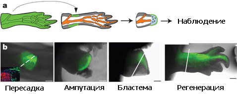 Общая схема экспериментов: трансгенное животное синтезирует флуоресцентный белок во всех своих тканях. Интересующий учёных конкретный тип клеток от этого экземпляра пересаживают обычному животному, у которого затем отрезают конечность. После прохождения стадии бластемы конечность отращивается заново, а флуоресцирующие маркеры позволяют точно установить – в какой тип клеток превратились пересаженные 