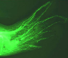 После того, как конечность выросла заново, ранее заимствованные шванновские клетки, несущие ген GFP, распространяются и множатся точно вдоль нервных волокон, создавая их оболочки. И притом никакие другие клетки исходных тканей не превращаются в шванновские (фото D.Knapp/E.Tanaka).