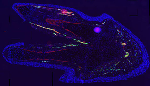 Регенерированная конечность саламандры. Клетки Шванна флуоресцируют зелёным, показывая, что они окружают нервы (красный цвет). В других клетках (синий), этого зёлёного белка не наблюдается, а значит шванновские клетки не превращаются в клетки других типов (фото D. Knapp/E. Tanaka).