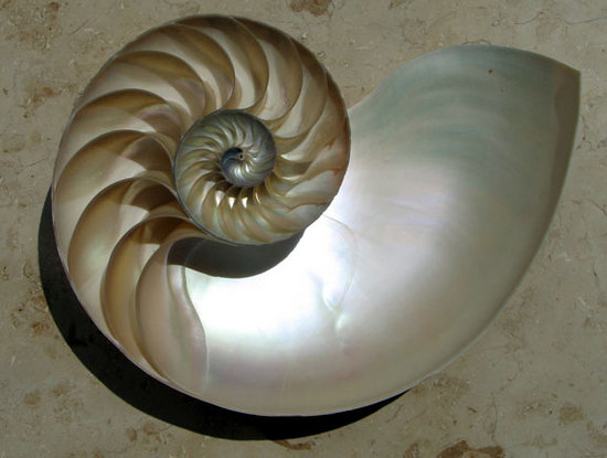 http://animalworld.com.ua/images/2009/July_09/Raznoe/Fibonacci/nautilus-shell.jpg