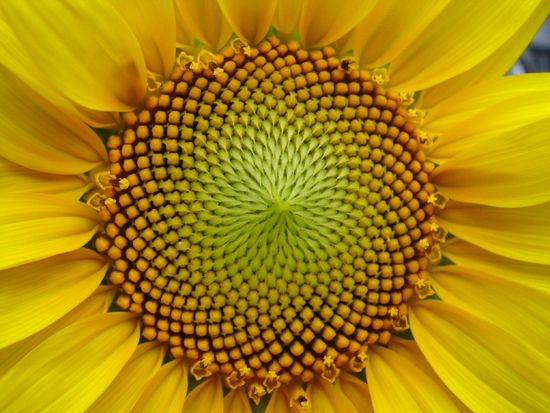 http://animalworld.com.ua/images/2009/July_09/Raznoe/Fibonacci/sunflower.jpg
