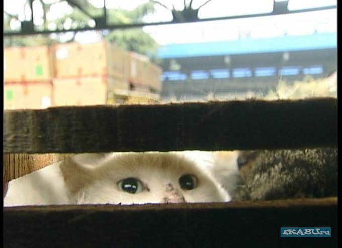 В большей части Китая употребление в пищу животных из семейства кошачьих вызывает омерзение, но только не в провинции Гуандун.