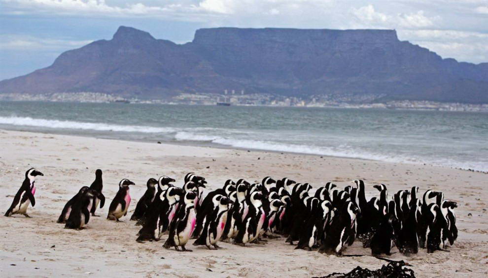 Эта гора с плоской вершиной является визитной карточкой Кейптауна, ЮАР. Она является самым популярным местом для посещения в Национальном Парке «Столовая Гора». (Schalk Van Zuydam / AP) 