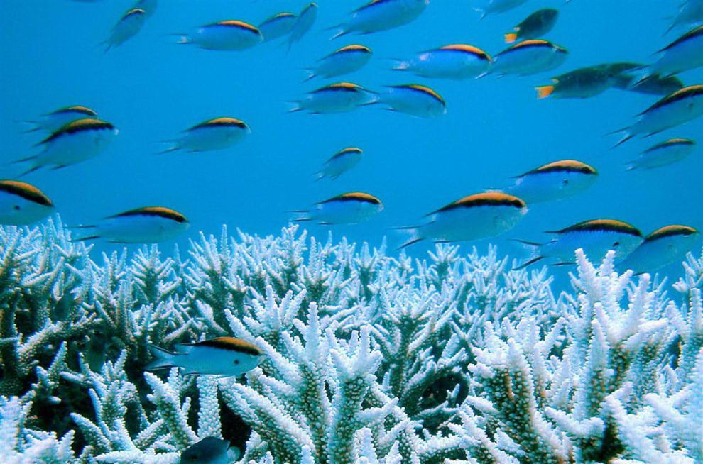 Великий Барьерный Риф в Австралии был включен в список всемирного наследия Юнеско в 1981 году. По данным сайта ЮНЕСКО риф служит домом для 400 видов кораллов, 1500 видов рыб и 4000 видов молюсков. (The University of Queensland via)