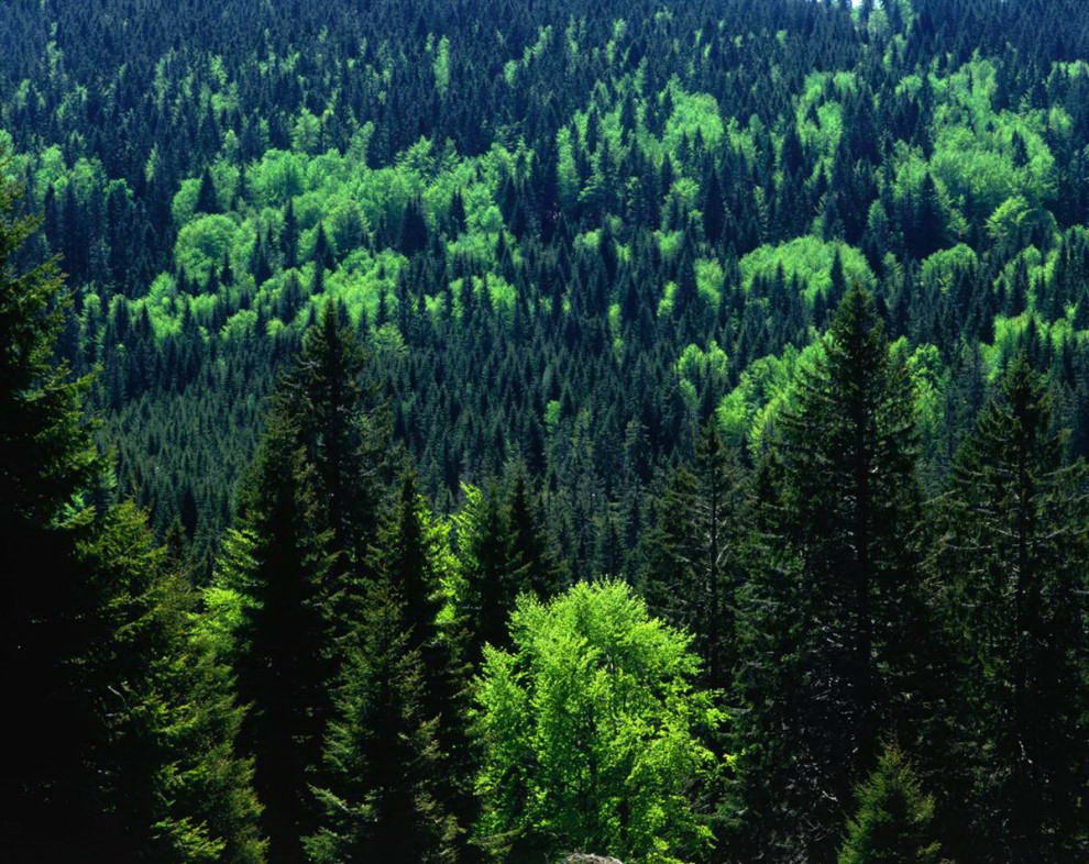 Расположенный на востоке реки Рейн между немецким Карлсруэ и швейцарским Базелем Черный Лес – это вечнозеленые леса и огромные поля. Цитируя сайт Lonely Planet - «Это не только дикая природа, но и живописная сельская местность». (Bruce Esbin / Lonely Planet)