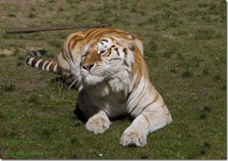 учебный центр по дрессировке тигров