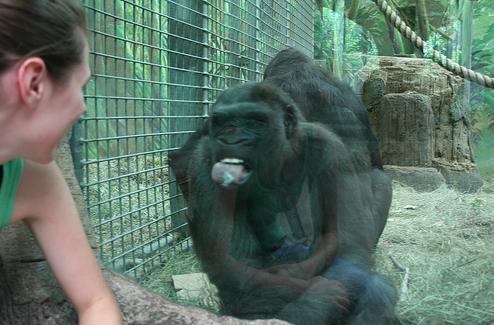 Фотографии животных снятых в зоопарках за стеклом.