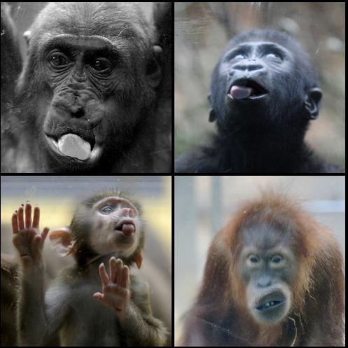 Фотографии животных снятых в зоопарках за стеклом.