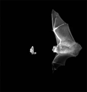 ультразвуковой сонар летучей мыши “заточен” на характерное отражение сигнала от машущих крыльев насекомого