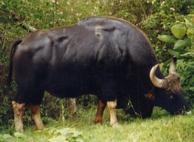 животные, Гаур, азиатский бизон, Bos frontalis