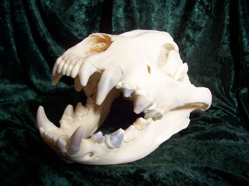 череп пятнистой гиены