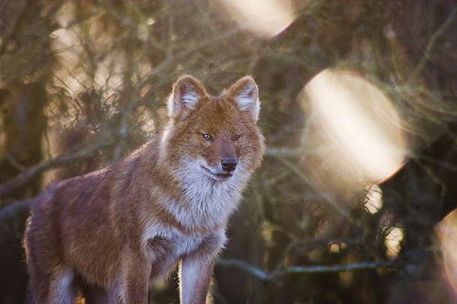 Дхоль, красный волк, Cuon alpinus