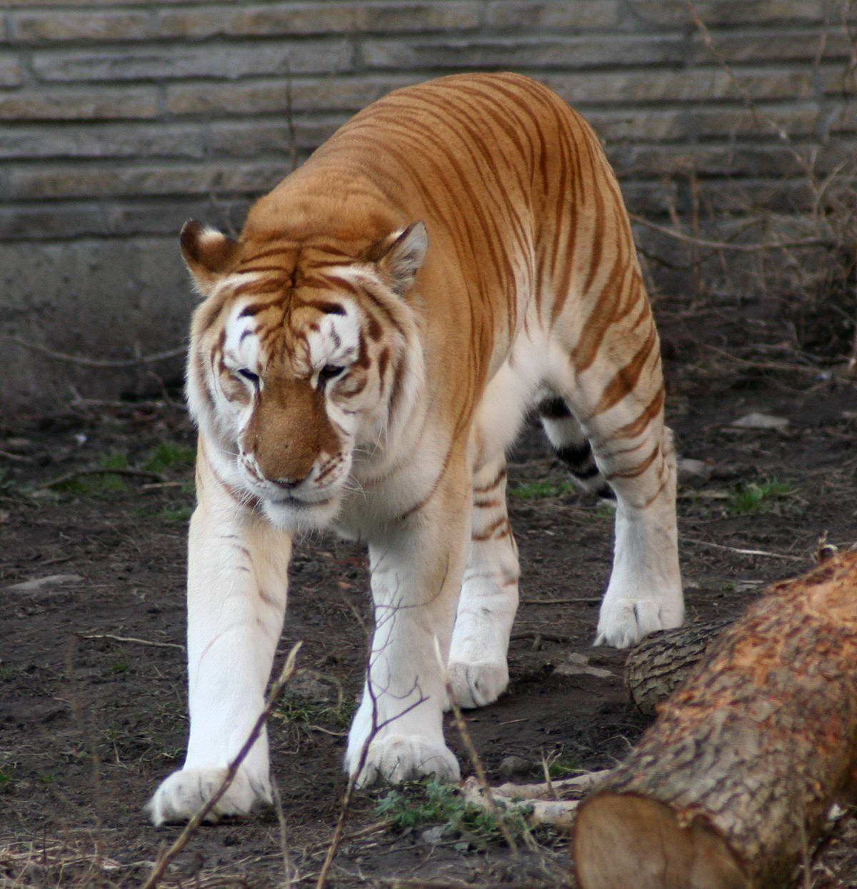 Бенгальский тигр Golden Tabby (Golden Tiger)