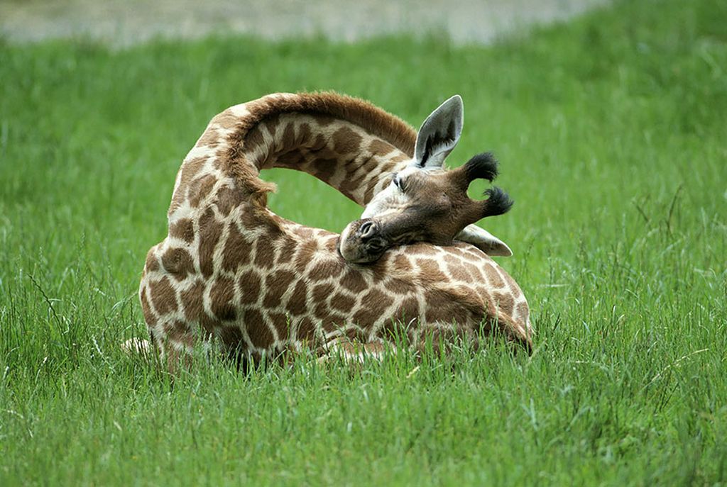 спящий жираф