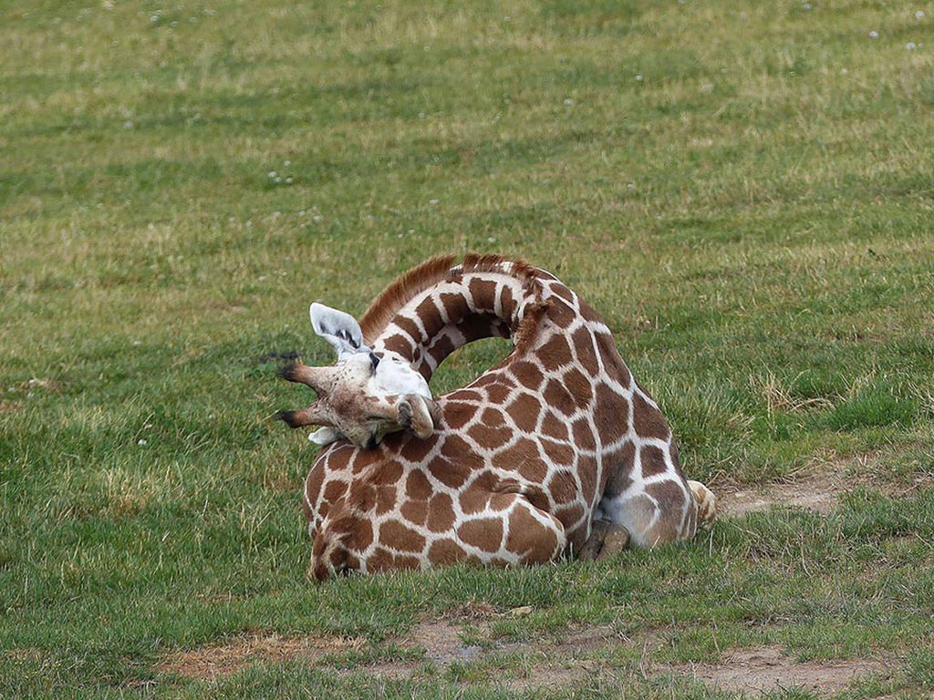 спящий жираф