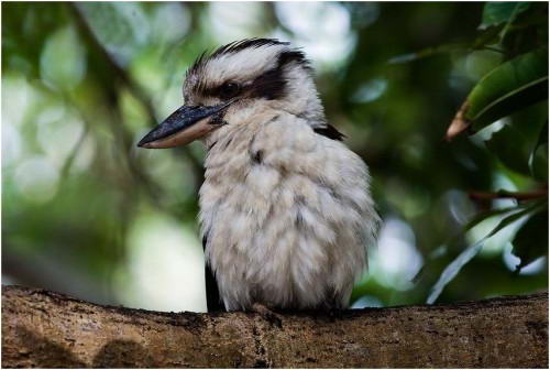 Аборигены Австралии, считали кукабару священной птицей