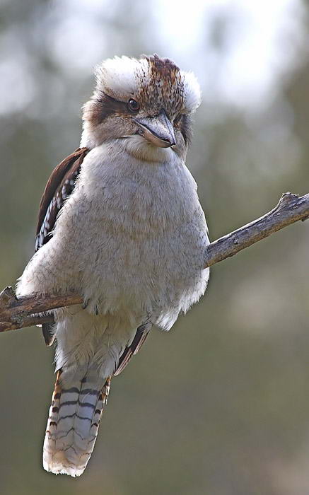 Аборигены Австралии, считали кукабару священной птицей
