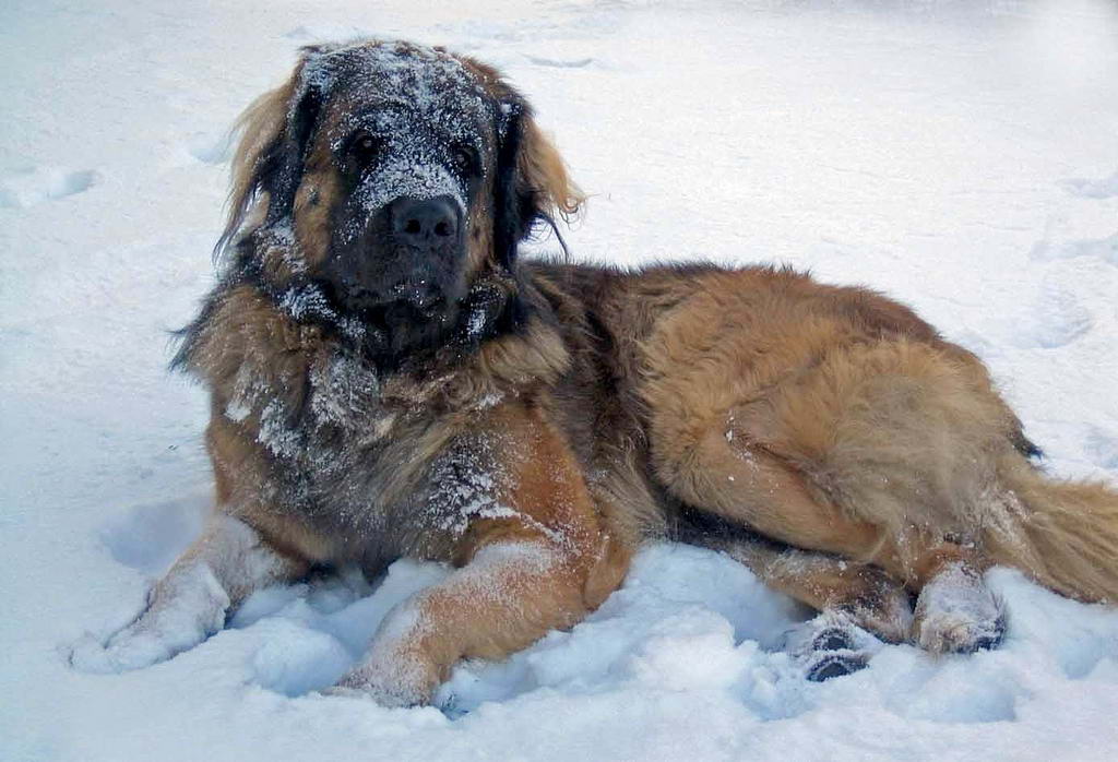 Leonberger Это очень крупная собака с великолепно развитой мускулатурой, вобравшая в себя лучшие качества всех пород-родоначальниц.