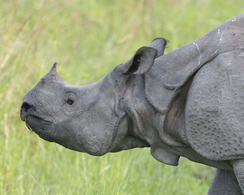 Носорог рептилия. Rhinoceros unicornis. Панцирный носорог. Носорог в Индии. Носорог Джаван.