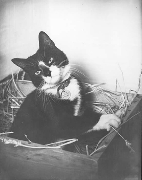Корабельный кот Саймон с военного шлюпа «Аметист» Королевского флота Великобритании. В 1949 году, после ранения шрапнелью во время инцидента на реке Янцзы, он был награждён медалью Марии Дикин