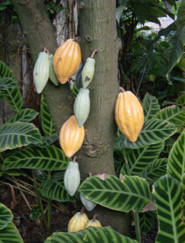 Какао, шоколадное дерево, Theobroma cacao
