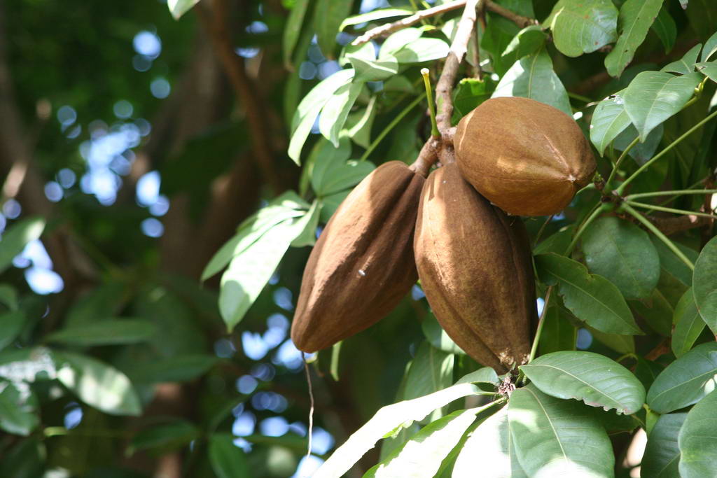 Плод шоколадного дерева, Theobroma cacao