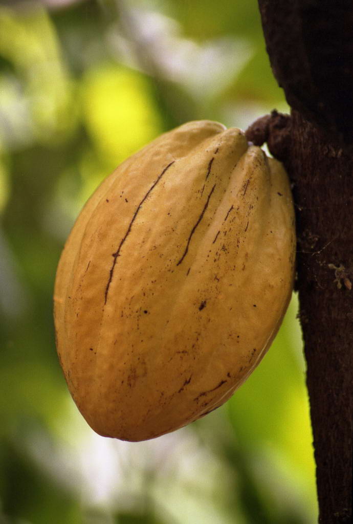 Дикорастущее дерево какао достигает в высоту 12 м