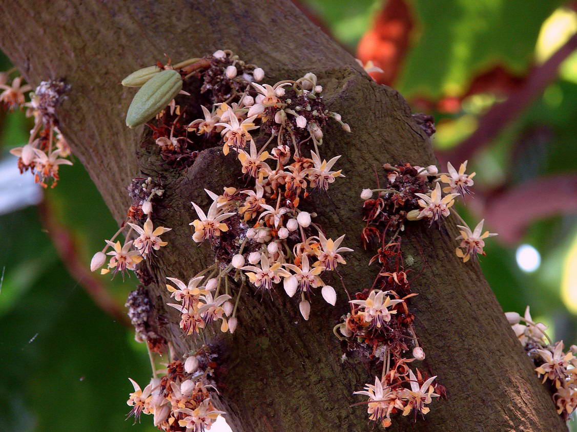 Какао, или шоколадное дерево, по-латински именуемое Theobroma cacao, получило свое название благодаря шведскому биологу-систематику Карлу Линнею