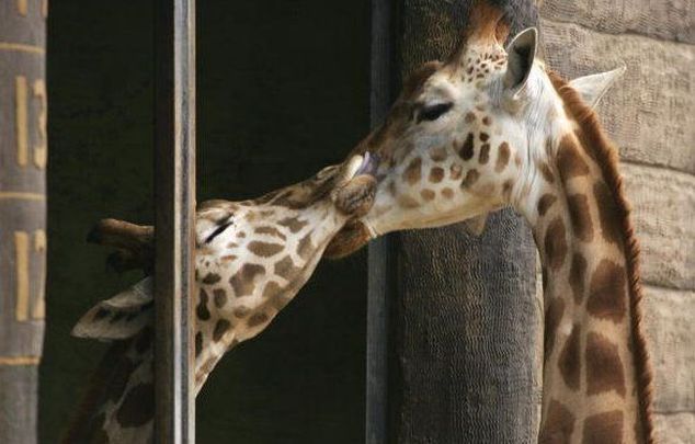 животные целуются, фотопозитив.