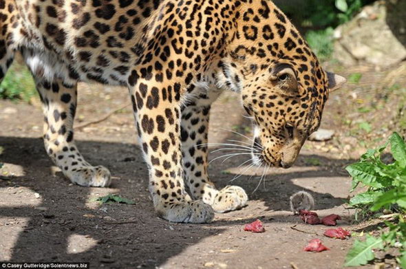 Очень наглая крыска помешала леопарду обедать.